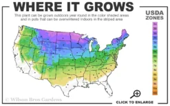 Spiral 'Witchita Blue' Juniper Topiary - 5 Gallon Pot 5 Spiral 'Witchita Blue' Juniper Topiary - 5 Gallon Pot -Herbers Zone 3a 8a 10