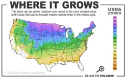Cats Pajamas Catmint - 1 Gallon Pot -Herbers Zone 3a 8b 5