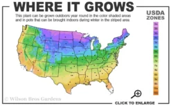 Blue Dart Rush (Juncus) - 10 Pack Of Quart Pots -Herbers Zone 3a 9b 13