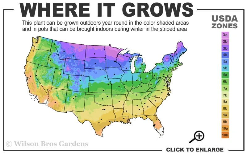 Variegated Solomons Seal (Polygonatum Falcatum 'Variegatum') - 1 Gallon Pot 3 Variegated Solomons Seal (Polygonatum Falcatum 'Variegatum') - 1 Gallon Pot - Image 3