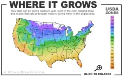 The Best Spearmint (Mentha Spicata 'Mint The Best)) - 6 Pack Of Pint Pots -Herbers Zone 4a 11 2