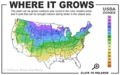 Bronze Fennel (Foeniculum Vulgare 'Purpureum') - 1 Gallon Pot 11 Bronze Fennel (Foeniculum Vulgare 'Purpureum') - 1 Gallon Pot -Herbers Zone 4a 8a