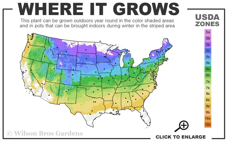 Whipcord Arborvitae (Single Trunk Topiary Tree) - 2 Gallon Pot 3 Whipcord Arborvitae (Single Trunk Topiary Tree) - 2 Gallon Pot - Image 3