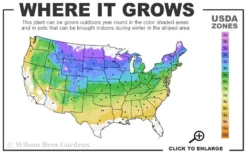 Gold Mop Threadleaf Cypress Tree (Standard Topiary) - 5 Gallon Pot -Herbers Zone 4a 8b 20