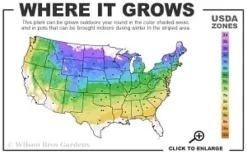 Sweet Woodruff (Galium Odoratum) - 6 Pack Of Pint Pots -Herbers Zone 4a 8b thumbnail 4