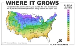 Miranda Climbing Hydrangea - 2 Gallon Pot -Herbers Zone 4a 9a 1