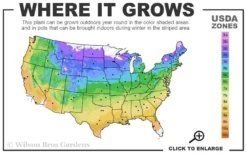 Fireworks Sundrops (Oenothera Fruticosa) - 1 Gallon Pot -Herbers Zone 4a 9b 37