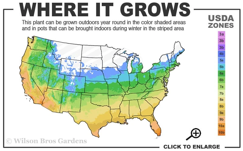 Lollipop Candy Lily - X Pardancanda - 1 Gallon Pot 3 Lollipop Candy Lily - X Pardancanda - 1 Gallon Pot - Image 3