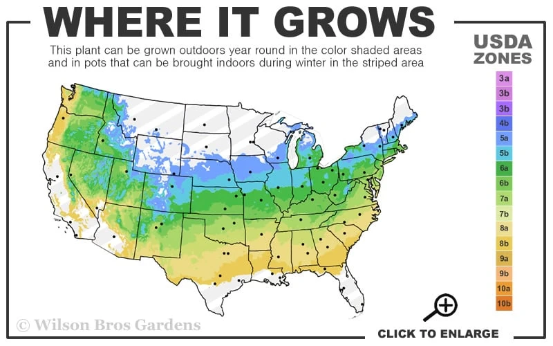 Solar Cascade Goldenrod (Solidago Shortii) - 1 Gallon Pot 3 Solar Cascade Goldenrod (Solidago Shortii) - 1 Gallon Pot - Image 3