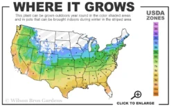 Bandwidth Dwarf Zebra Grass - 6 Pack Of 1 Gallon Pots -Herbers Zone 5a 9b 38