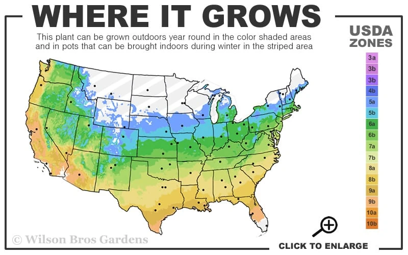 Little Kitten Dwarf Maiden Grass - Miscanthus Sinensis - 2 Gallon Pot 3 Little Kitten Dwarf Maiden Grass - Miscanthus Sinensis - 2 Gallon Pot - Image 3