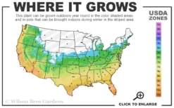 Brackens Brown Beauty Magnolia - 7 Gallon Pot (5-6') -Herbers Zone 5b 11
