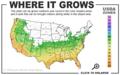 Double Feature Red Crape Myrtle - 3 Gallon Pot -Herbers Zone 6a 10a