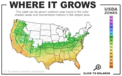 Pink Muhly Grass (Cotton Candy Grass) - 5 Pack Of Quart Pots -Herbers Zone 6a 10b 5