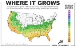 Foxtail Rosemary Plant - 3 Pack Of Quart Pots -Herbers Zone 6a 11