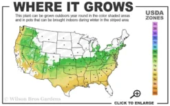 Arp Rosemary Pyramid Form - 2 Gallon Pot -Herbers Zone 6a 9a 2