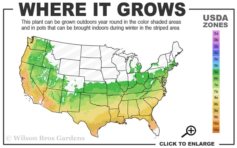 Southern Wood Fern (Thelypteris Kunthii) 2.5 Quart Pot 3 Southern Wood Fern (Thelypteris Kunthii) 2.5 Quart Pot - Image 3