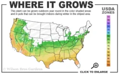 Southern Wood Fern (Thelypteris Kunthii) - 1 Gallon Pot 11 Southern Wood Fern (Thelypteris Kunthii) - 1 Gallon Pot -Herbers Zone 6a 9b 7