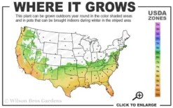 My Fair Myrtle Crape Myrtle (Lagerstroemia) - 3 Gallon Pot -Herbers Zone 6b 10b