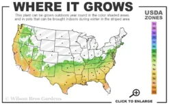 Muskogee Lavender Crape Myrtle Tree (Single Trunk) - 5 Gallon Pot -Herbers Zone 6b 9b 10