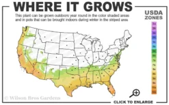 Early Bird Lavender Crape Myrtle - 3 Gallon Pot -Herbers Zone 7a 10a 2
