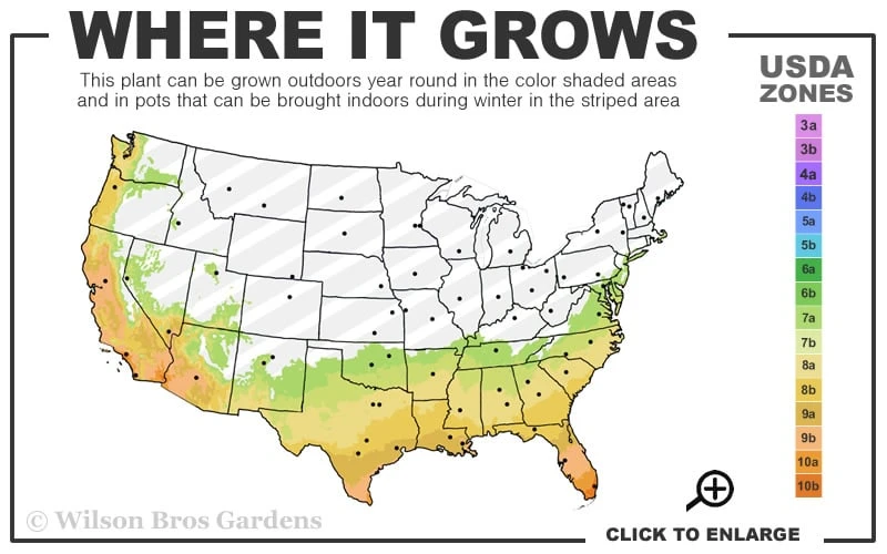 Turk's Cap Mallow (Malvaviscus Drummondii) - 5 Pack Of Quart Pots 3 Turk's Cap Mallow (Malvaviscus Drummondii) - 5 Pack Of Quart Pots - Image 3