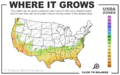 Delta Flame Crape Myrtle - 2 Gallon Pot 5 Delta Flame Crape Myrtle - 2 Gallon Pot -Herbers Zone 7a 10b 23