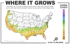Delta Moonlight Crape Myrtle - 3 Gallon Pot 6 Delta Moonlight Crape Myrtle - 3 Gallon Pot -Herbers Zone 7a 9b 11