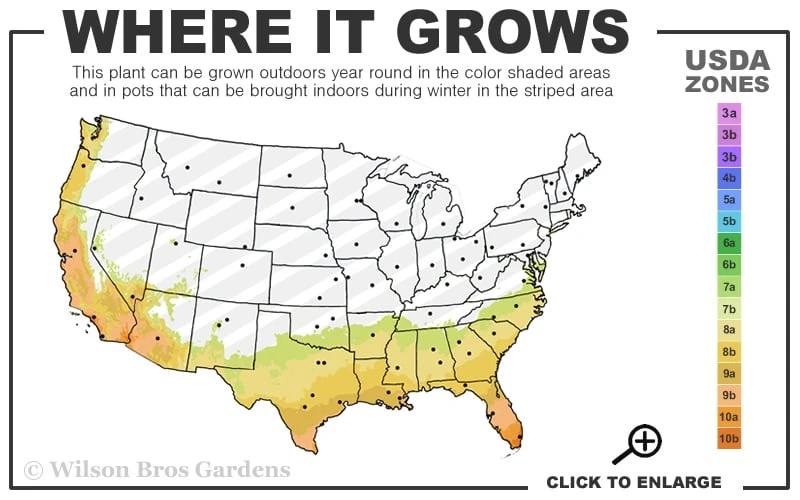 Tuscan Blue Rosemary - 5 Pack Of Quart Pots 3 Tuscan Blue Rosemary - 5 Pack Of Quart Pots - Image 3