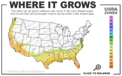 Sonset Hardy Lantana - 1 Gallon Pot -Herbers Zone 7b 10b 4