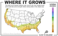 Center Stage Red Black Leaf Crape Myrtle - 3 Gallon Pot -Herbers Zone 7b 9b 1