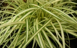 Evergold Japanese Sedge (Carex Hachijoensis) - 5 Pack Of Quart Pots -Herbers Zone 8275 evergold carex