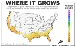Bay Laurel (Sweet Bay) - Laurus Nobilis - 2 Gallon Pot 10 Bay Laurel (Sweet Bay) - Laurus Nobilis - 2 Gallon Pot -Herbers Zone 8a 11 5