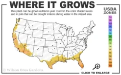 White African Iris - Fortnight Lily - Dietes Iridioides - 1 Gallon Pot 7 White African Iris - Fortnight Lily - Dietes Iridioides - 1 Gallon Pot -Herbers Zone 8b 11