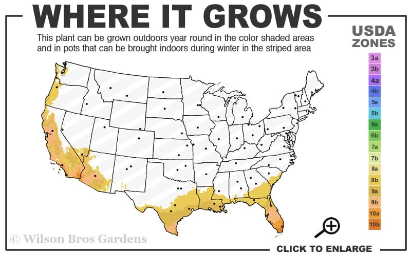 White African Iris - Fortnight Lily - Dietes Iridioides - 1 Gallon Pot 3 White African Iris - Fortnight Lily - Dietes Iridioides - 1 Gallon Pot - Image 3