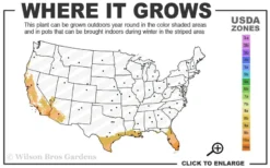 Yellow Butterfly African Iris - Dietes Bicolor - 1 Gallon Pot -Herbers Zone 9a 11