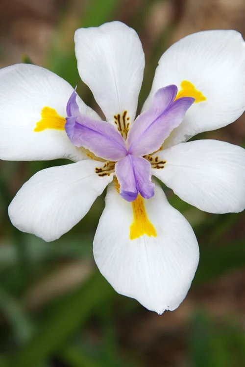 White African Iris - Fortnight Lily - Dietes Iridioides - 1 Gallon Pot 1 White African Iris - Fortnight Lily - Dietes Iridioides - 1 Gallon Pot