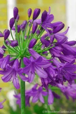 Ever Amethyst Agapanthus (Lily Of The Nile) - 1 Gallon Pot -Herbers Zone Agapanthus Ever Amethyst 1