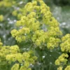 Thriller Lady's Mantle (Alchemilla Mollis) - 1 Gallon Pot
