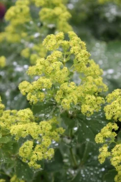 Auslese Lady's Mantle (Alchemilla Mollis) - 1 Gallon Pot -Herbers Zone Alchemilla Mollis Thriller 1