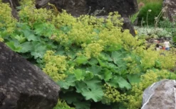 Auslese Lady's Mantle (Alchemilla Mollis) - 1 Gallon Pot -Herbers Zone Alchemilla Mollis Thriller 2