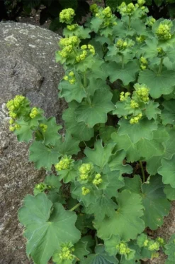 Thriller Lady's Mantle (Alchemilla Mollis) - 1 Gallon Pot -Herbers Zone Alchemilla Mollis Thriller 4 1
