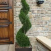 Emerald Green Arborvitae Spiral Topiary - 5 Gallon Pot (3-4')
