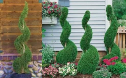 Emerald Green Arborvitae Spiral Topiary - 7 Gallon Pot 7 Emerald Green Arborvitae Spiral Topiary - 7 Gallon Pot -Herbers Zone Arborvitae Emerald Green Spiral 800x500 2