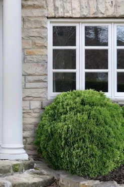 Planet Earth Arborvitae - 3 Gallon Pot -Herbers Zone Arborvitae Woodwardii Globe 12