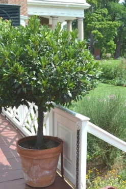 Bay Laurel (Sweet Bay) - Laurus Nobilis - 6 Pack Of 1 Gallon Pots -Herbers Zone Bay Laurel 10 1