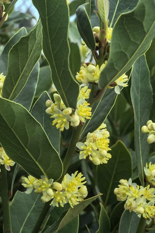Bay Laurel (Sweet Bay) - Laurus Nobilis - 2 Gallon Pot 4 Bay Laurel (Sweet Bay) - Laurus Nobilis - 2 Gallon Pot - Image 4