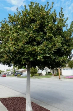 Bay Laurel (Sweet Bay) - Laurus Nobilis - 2 Gallon Pot 12 Bay Laurel (Sweet Bay) - Laurus Nobilis - 2 Gallon Pot -Herbers Zone Bay Laurel 5 2