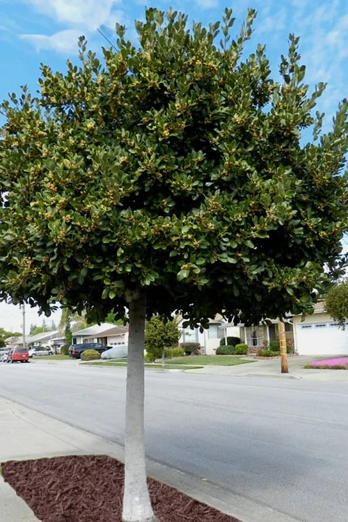 Bay Laurel (Sweet Bay) - Laurus Nobilis - 2 Gallon Pot 5 Bay Laurel (Sweet Bay) - Laurus Nobilis - 2 Gallon Pot - Image 5