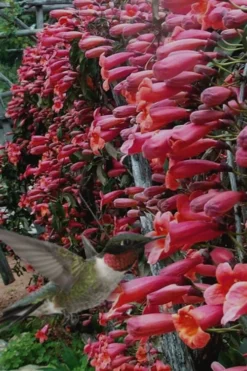 Shalimar Red Crossvine - Bignonia Capreolata - 2 Gallon Pot -Herbers Zone Bignonia Shalimar Red 20 2